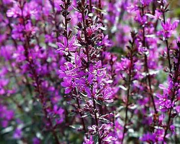 Kyprej vrbice 'Zigeunerblut'