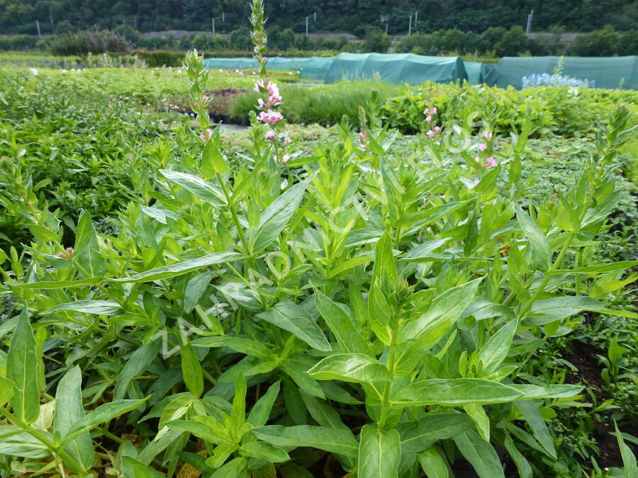 Kyprej vrbice 'Blush' - Lythrum salicaria 'Blush'