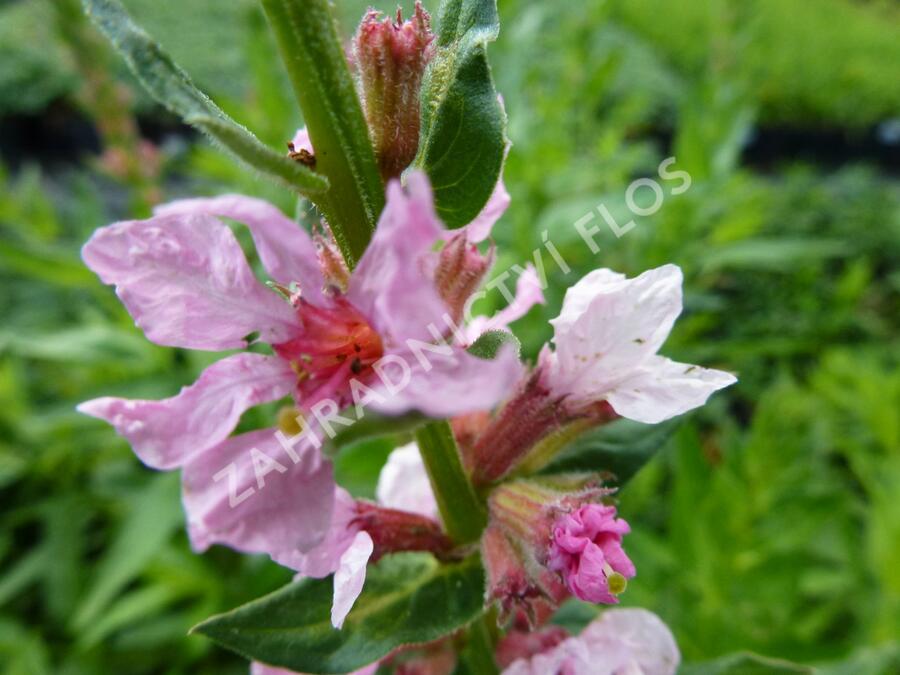 Kyprej vrbice 'Blush' - Lythrum salicaria 'Blush'