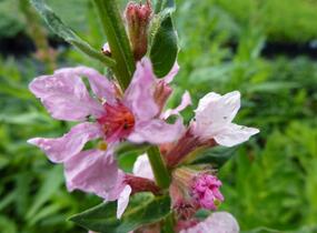Kyprej vrbice 'Blush' - Lythrum salicaria 'Blush'