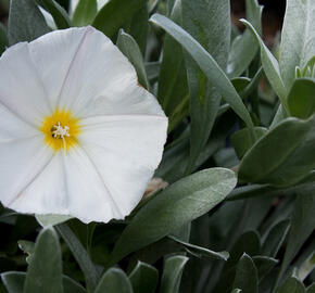 Svlačec 'Snow Angel' - Convolvulus cneorum 'Snow Angel'