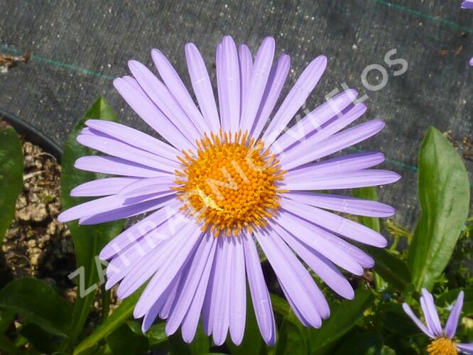 Hvězdnice tongolská 'Napsbury' - Aster tongolensis 'Napsbury'