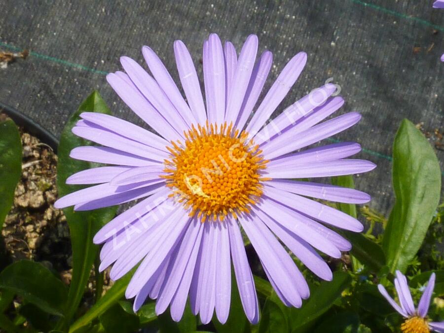 Hvězdnice tongolská 'Napsbury' - Aster tongolensis 'Napsbury'