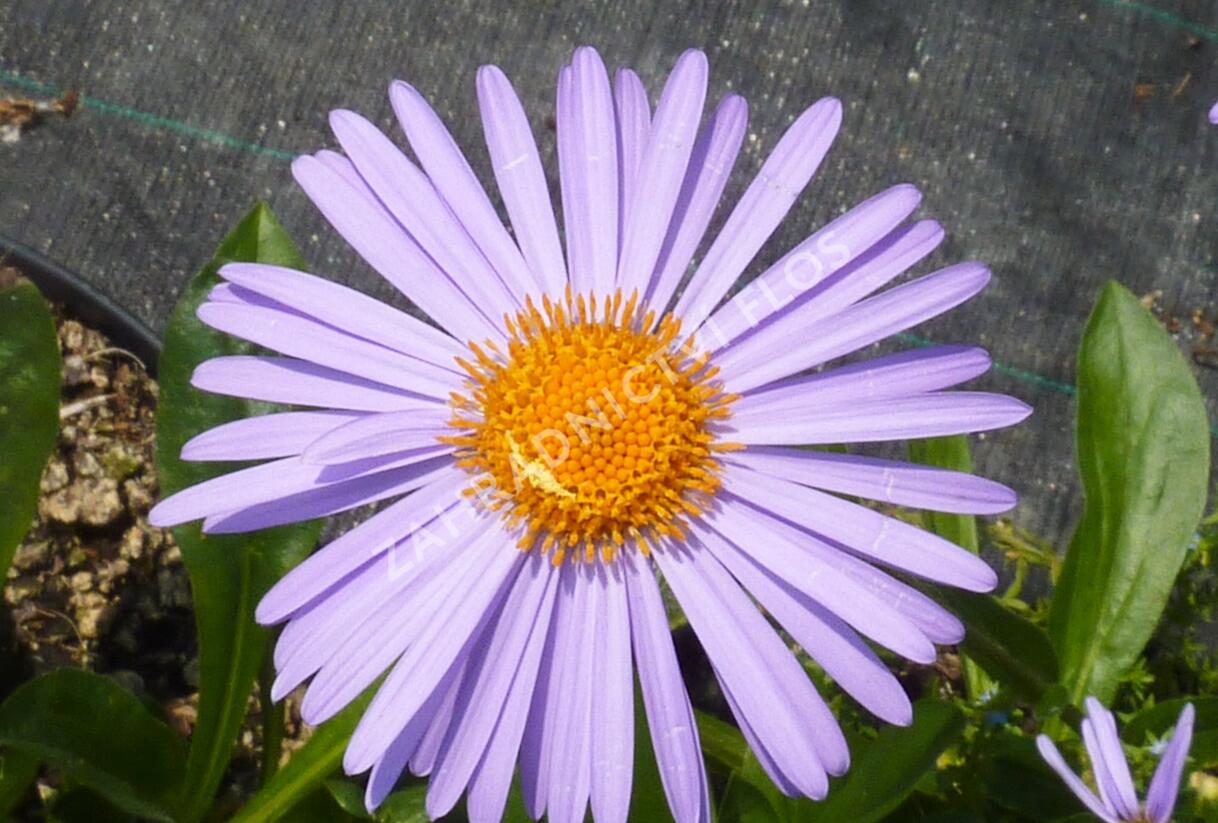 Hvězdnice tongolská 'Napsbury' - Aster tongolensis 'Napsbury'