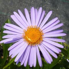 Hvězdnice tongolská 'Napsbury' - Aster tongolensis 'Napsbury'