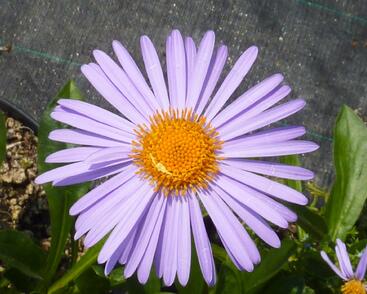 Hvězdnice tongolská 'Napsbury'