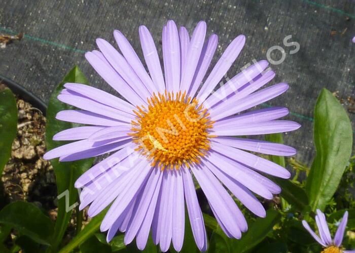 Hvězdnice tongolská 'Napsbury' - Aster tongolensis 'Napsbury'