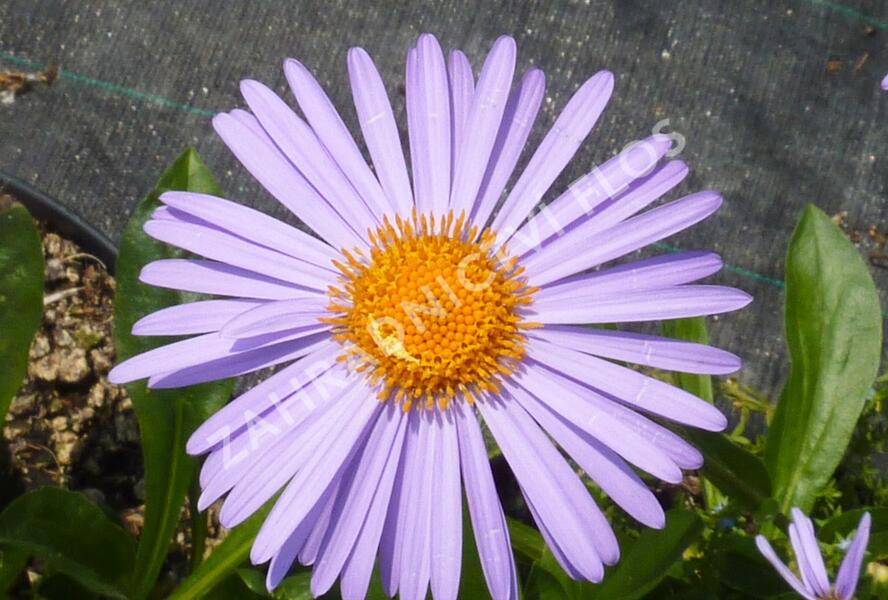 Hvězdnice tongolská 'Napsbury' - Aster tongolensis 'Napsbury'