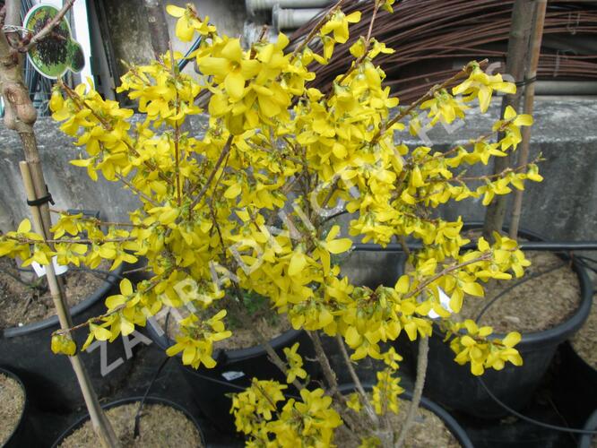 Zlatice prostřední, zlatý déšť - Forsythia intermedia