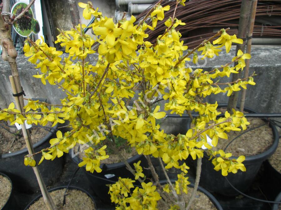 Zlatice prostřední - Forsythia intermedia