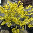 Zlatice prostřední, zlatý déšť - Forsythia intermedia