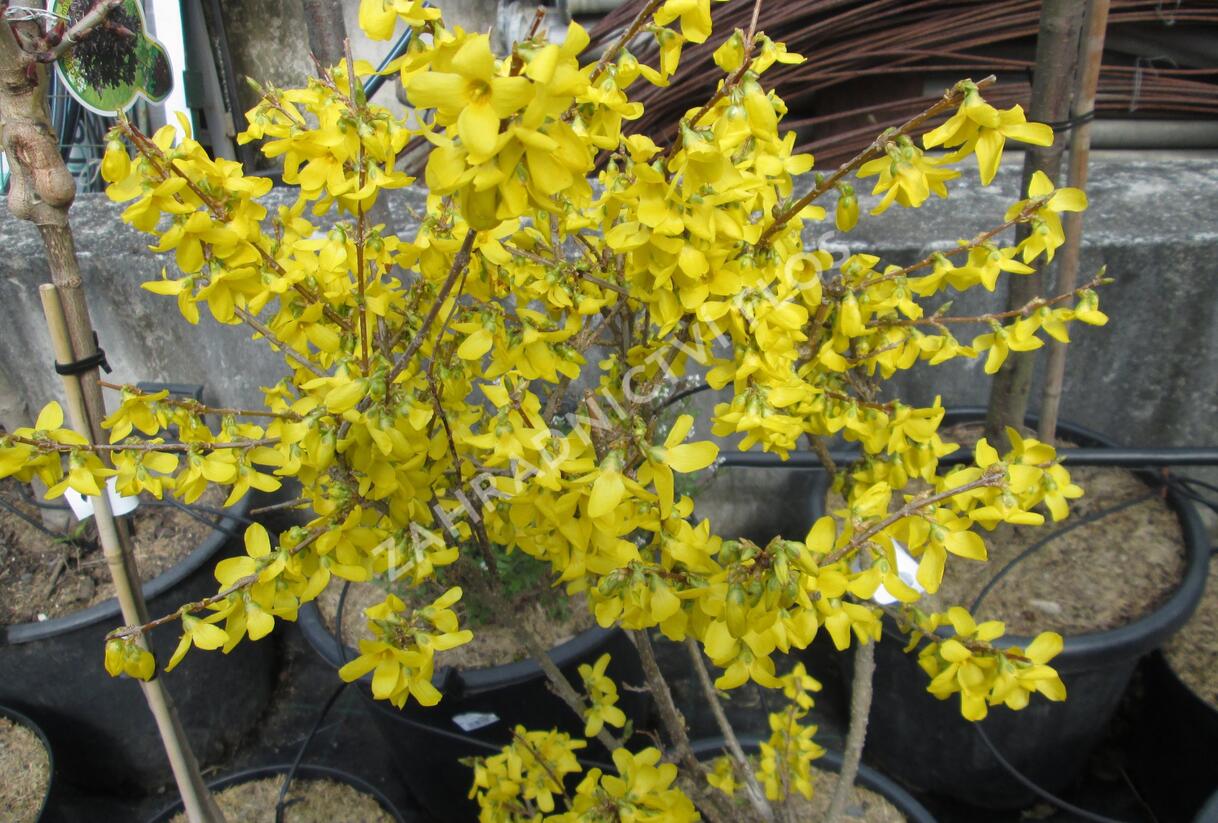 Zlatice prostřední, zlatý déšť - Forsythia intermedia