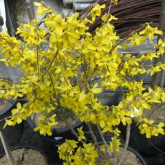 Zlatice prostřední, zlatý déšť - Forsythia intermedia