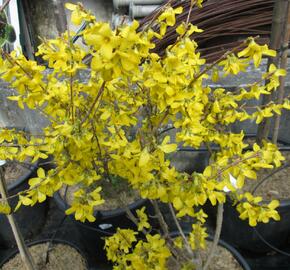 Zlatice prostřední, zlatý déšť - Forsythia intermedia