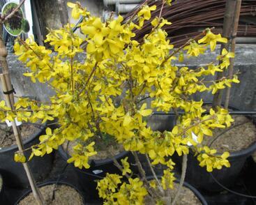 Zlatice prostřední, zlatý déšť