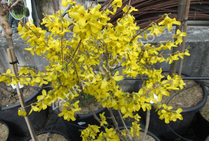 Zlatice prostřední, zlatý déšť - Forsythia intermedia