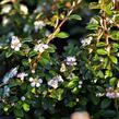 Skalník 'Coral Beauty' - Cotoneaster x suecicus 'Coral Beauty'