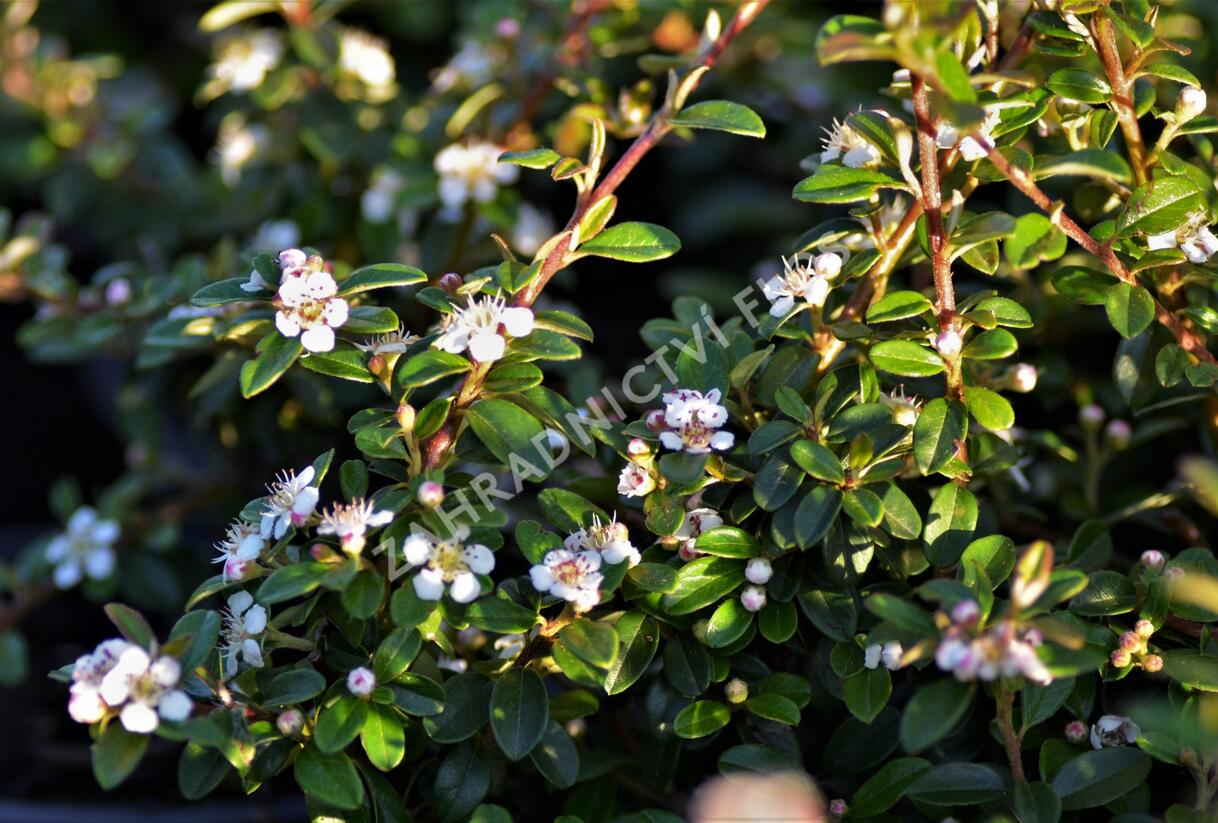 Skalník 'Coral Beauty' - Cotoneaster x suecicus 'Coral Beauty'