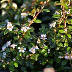 Skalník 'Coral Beauty' - Cotoneaster x suecicus 'Coral Beauty'