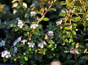 Skalník 'Coral Beauty' - Cotoneaster x suecicus 'Coral Beauty'