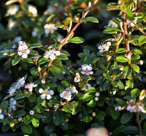 Skalník 'Coral Beauty' - Cotoneaster x suecicus 'Coral Beauty'