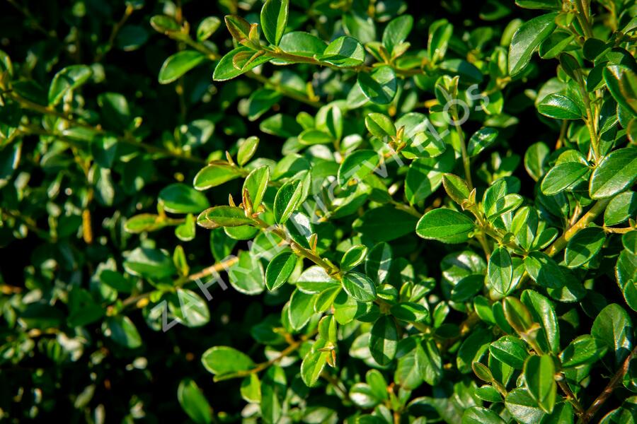 Skalník 'Coral Beauty' - Cotoneaster x suecicus 'Coral Beauty'