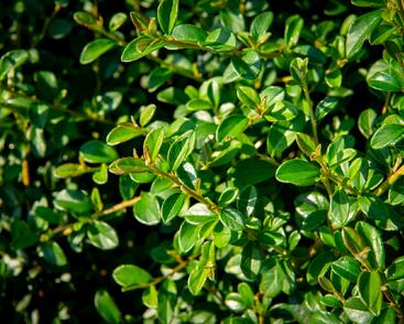 Skalník 'Coral Beauty'