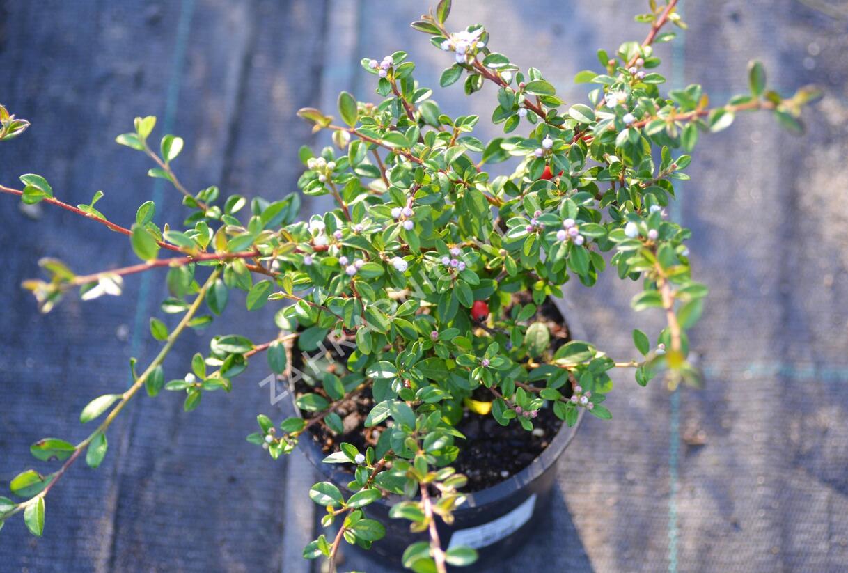 Skalník 'Coral Beauty' - Cotoneaster x suecicus 'Coral Beauty'