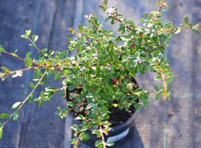 Skalník 'Coral Beauty' - Cotoneaster x suecicus 'Coral Beauty'