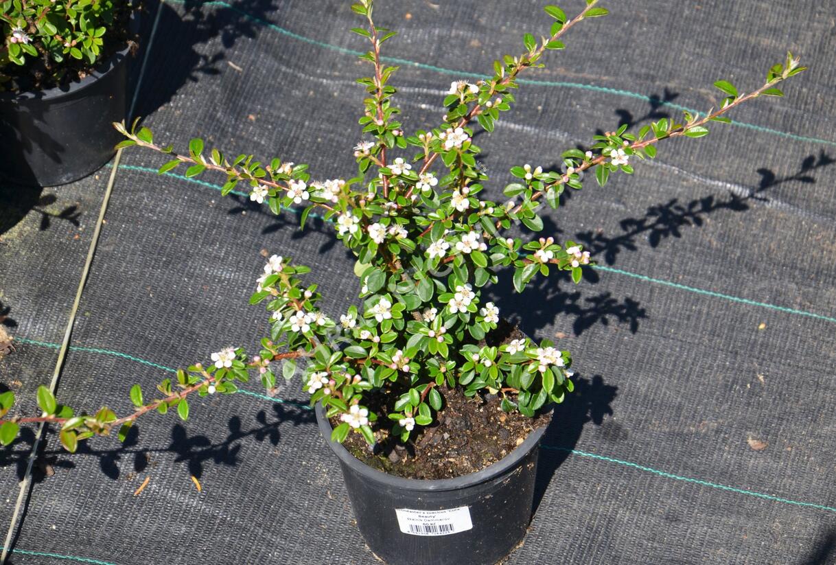 Skalník 'Coral Beauty' - Cotoneaster x suecicus 'Coral Beauty'