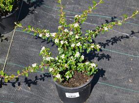 Skalník 'Coral Beauty' - Cotoneaster x suecicus 'Coral Beauty'