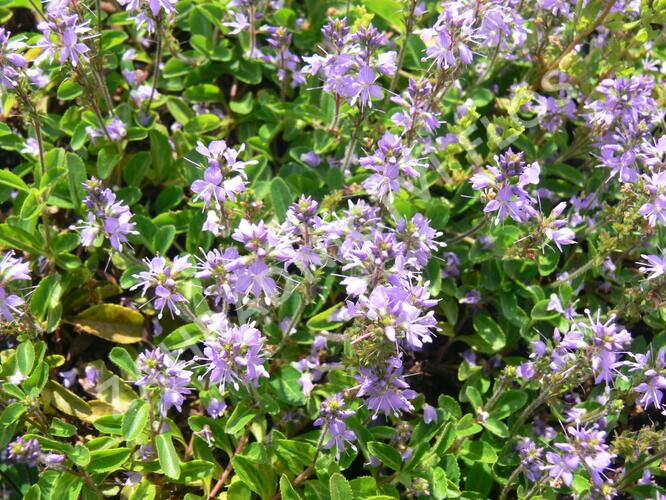 Hvězdnice 'Asrugo' - Aster rugolosus 'Asrugo'