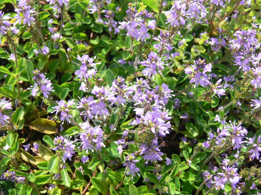 Hvězdnice 'Asrugo' - Aster rugolosus 'Asrugo'