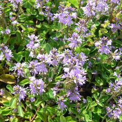 Hvězdnice 'Asrugo' - Aster rugolosus 'Asrugo'