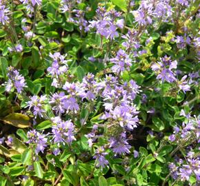 Hvězdnice 'Asrugo' - Aster rugolosus 'Asrugo'