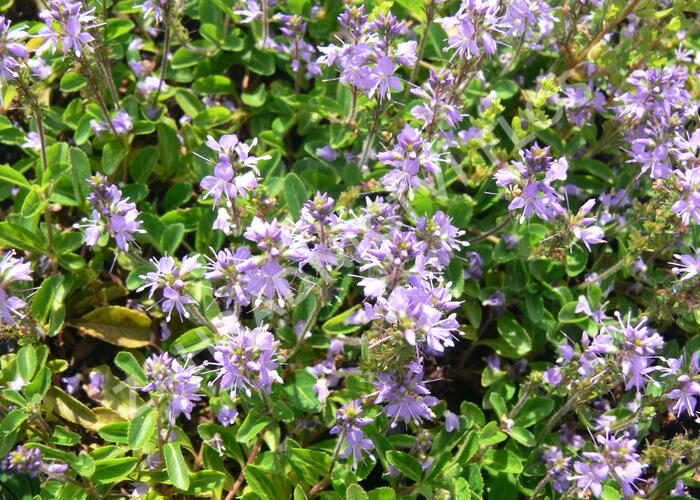 Hvězdnice 'Asrugo' - Aster rugolosus 'Asrugo'