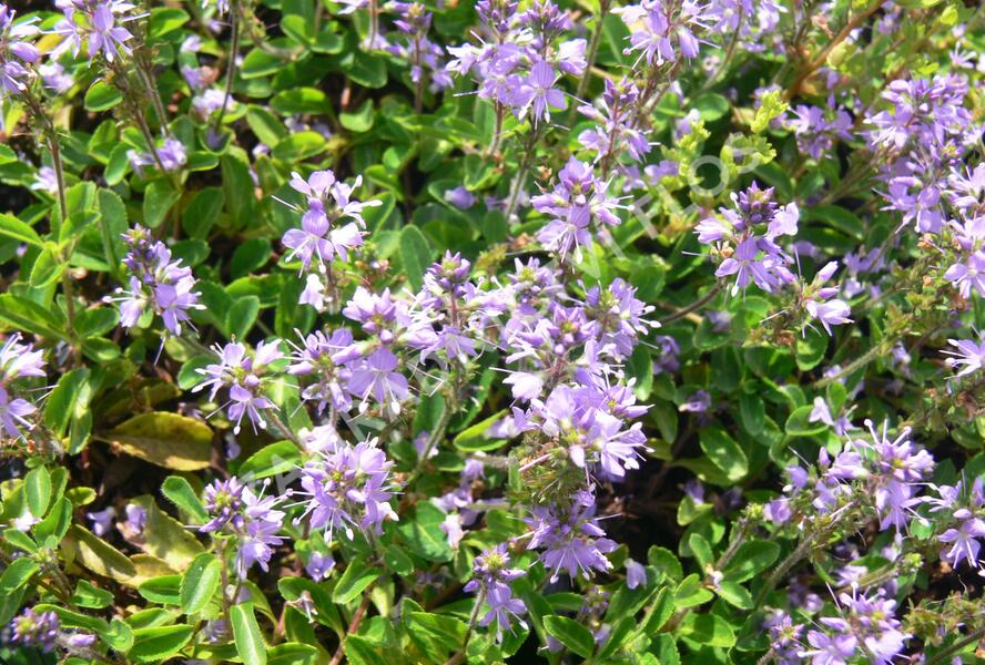 Hvězdnice drsnolistá 'Asrugo' - Aster rugolosus 'Asrugo'