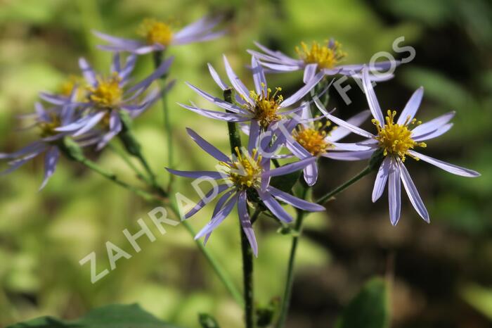 Hvězdnice velkolistá 'Twilight' - Aster herveyi 'Twilight'