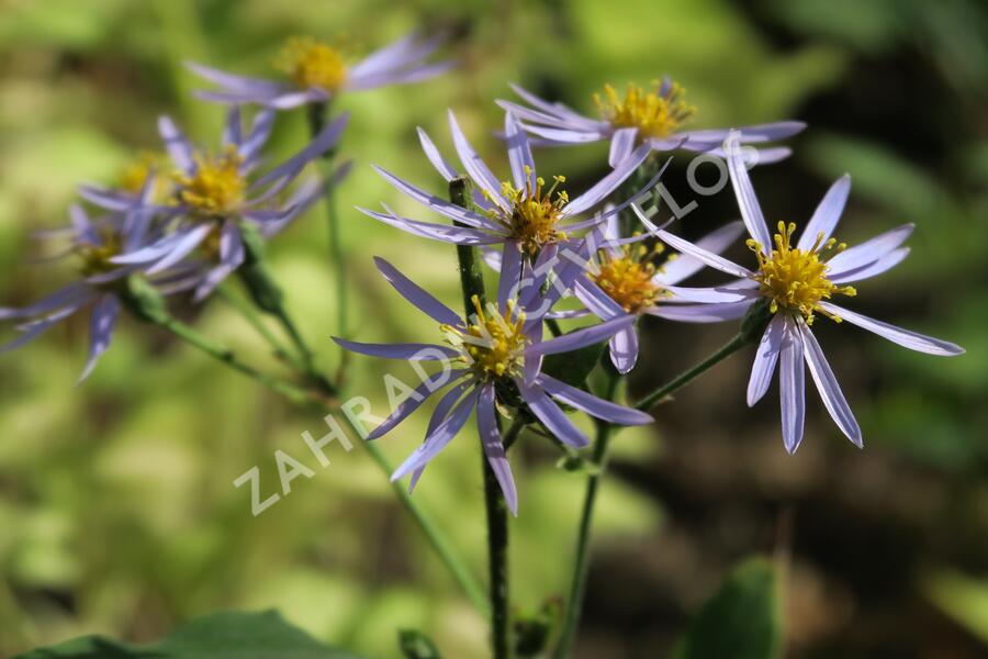 Hvězdnice velkolistá 'Twilight' - Aster herveyi 'Twilight'