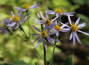 Hvězdnice velkolistá 'Twilight' - Aster herveyi 'Twilight'