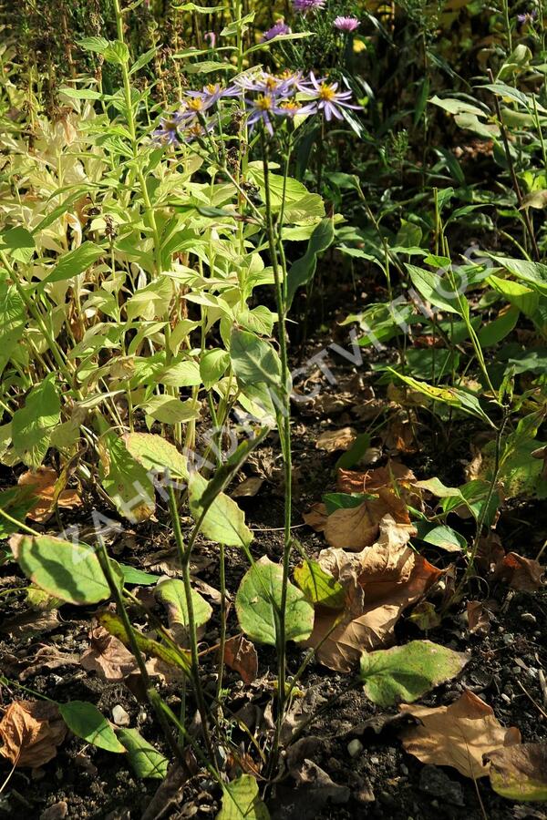 Hvězdnice velkolistá 'Twilight' - Aster herveyi 'Twilight'