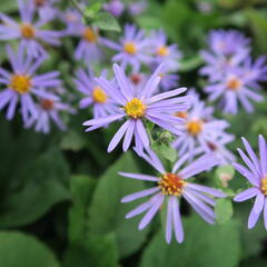 Hvězdnice velkolistá 'Twilight' - Aster herveyi 'Twilight'