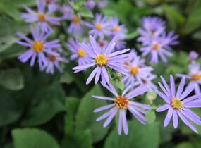 Hvězdnice velkolistá 'Twilight' - Aster herveyi 'Twilight'