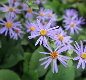 Hvězdnice velkolistá 'Twilight' - Aster herveyi 'Twilight'