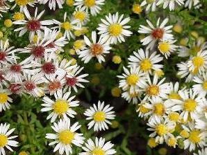 Hvězdnice vřesovcová 'Weißer Zwerg' - Aster ericoides 'Weißer Zwerg'