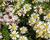 Hvězdnice vřesovcová 'Weißer Zwerg'