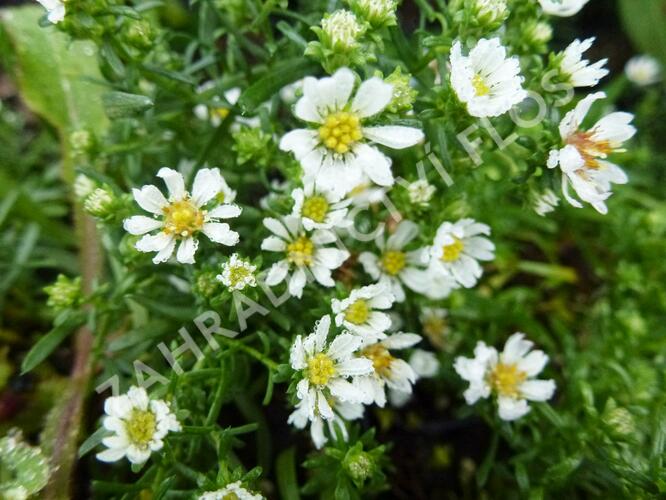 Hvězdnice vřesovcová 'Snowflurry' - Aster ericoides 'Snowflurry'