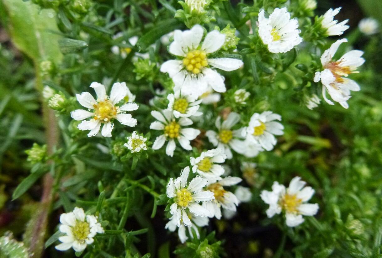 Hvězdnice vřesovcová 'Snowflurry' - Aster ericoides 'Snowflurry'