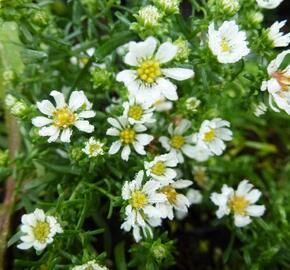 Hvězdnice vřesovcová 'Snowflurry' - Aster ericoides 'Snowflurry'