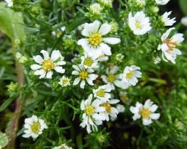 Hvězdnice vřesovcová 'Snowflurry'